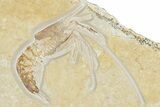Phenomenal Fossil Shrimp (Aeger) - Solnhofen Limestone #325630-1
